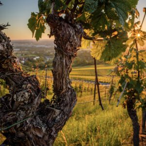 Cape Wine Experience Vanliga frågor